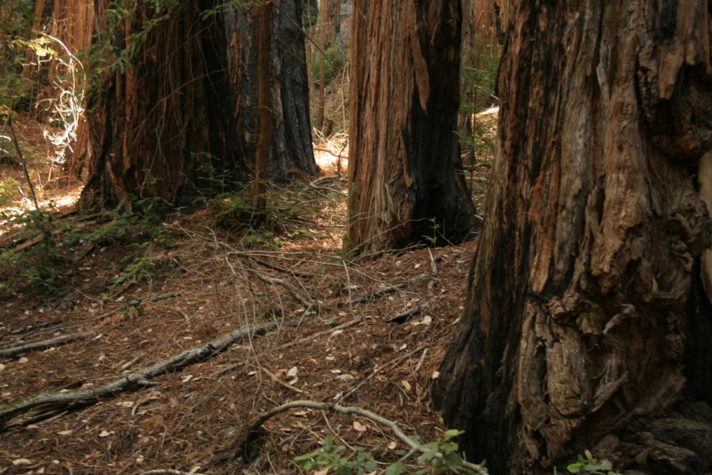 redwood trees