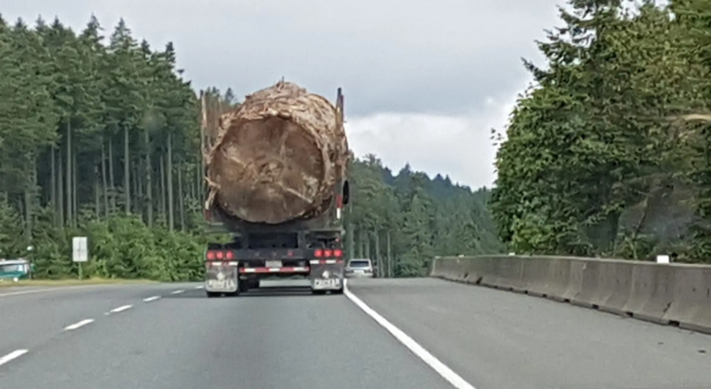 cut old growth tree on truck